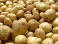 Продажа продовольственного картофеля оптом