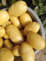 Молодой картофель сорта «Мелодия» из Пакистана