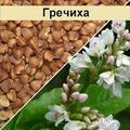 Реализуем Гречиху. качество ГОСТ