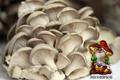 Вешенки свежие грибы купить оптом и в розницу